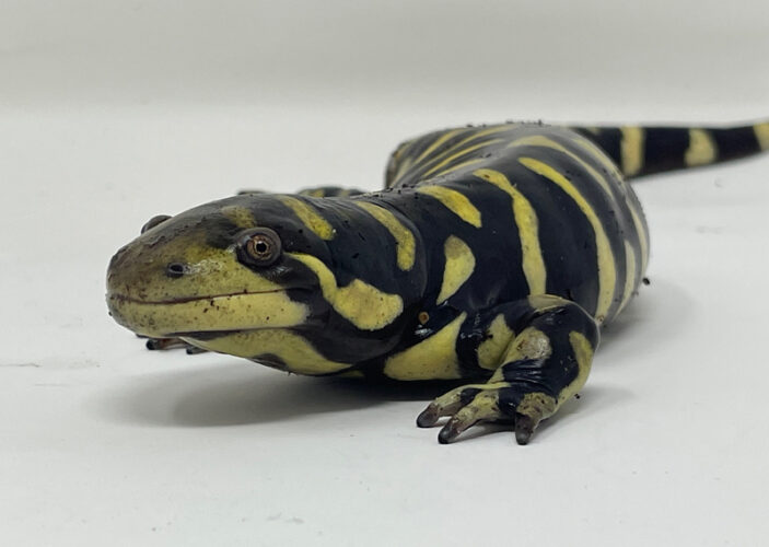 Exotic pet rescue program to be at three Marinette County libraries